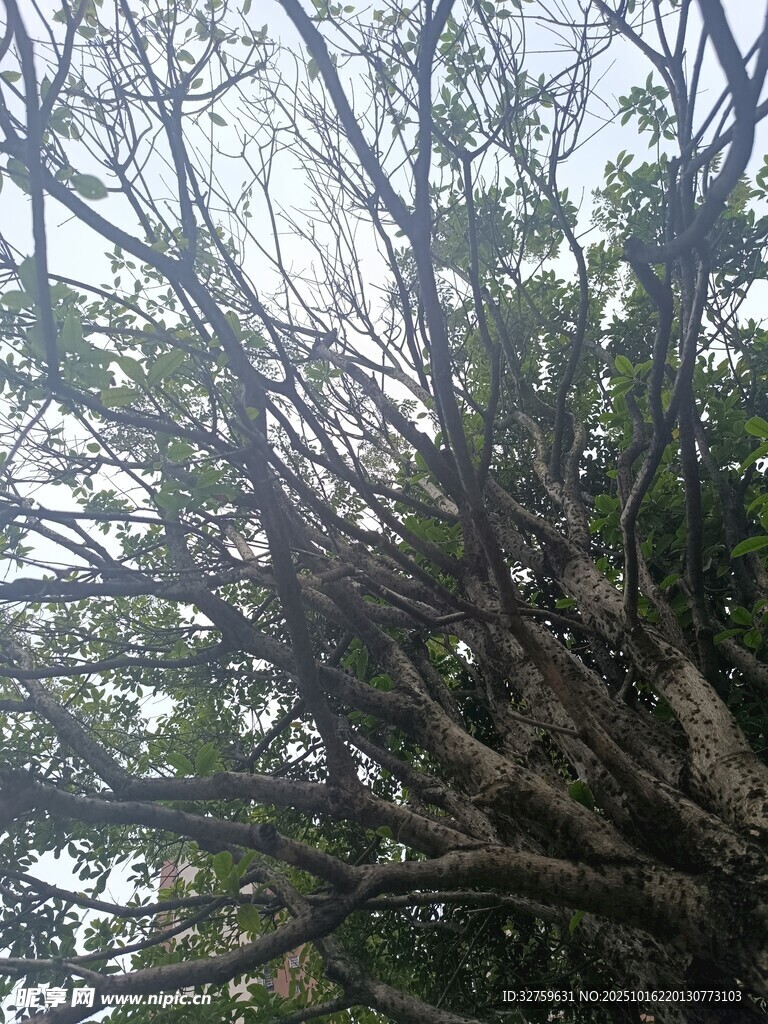 仰视繁茂树枝景象