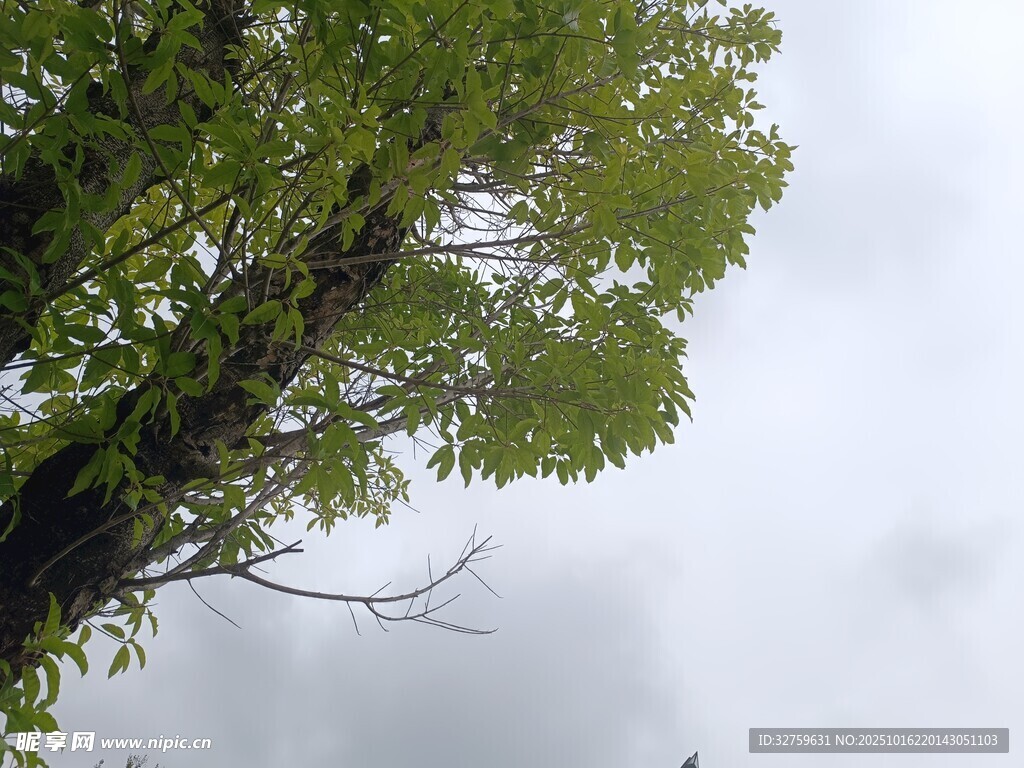 仰视葱郁树木与灰白天空