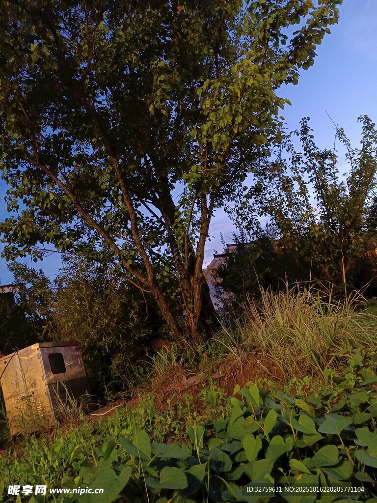 乡村野外的静谧树木景象