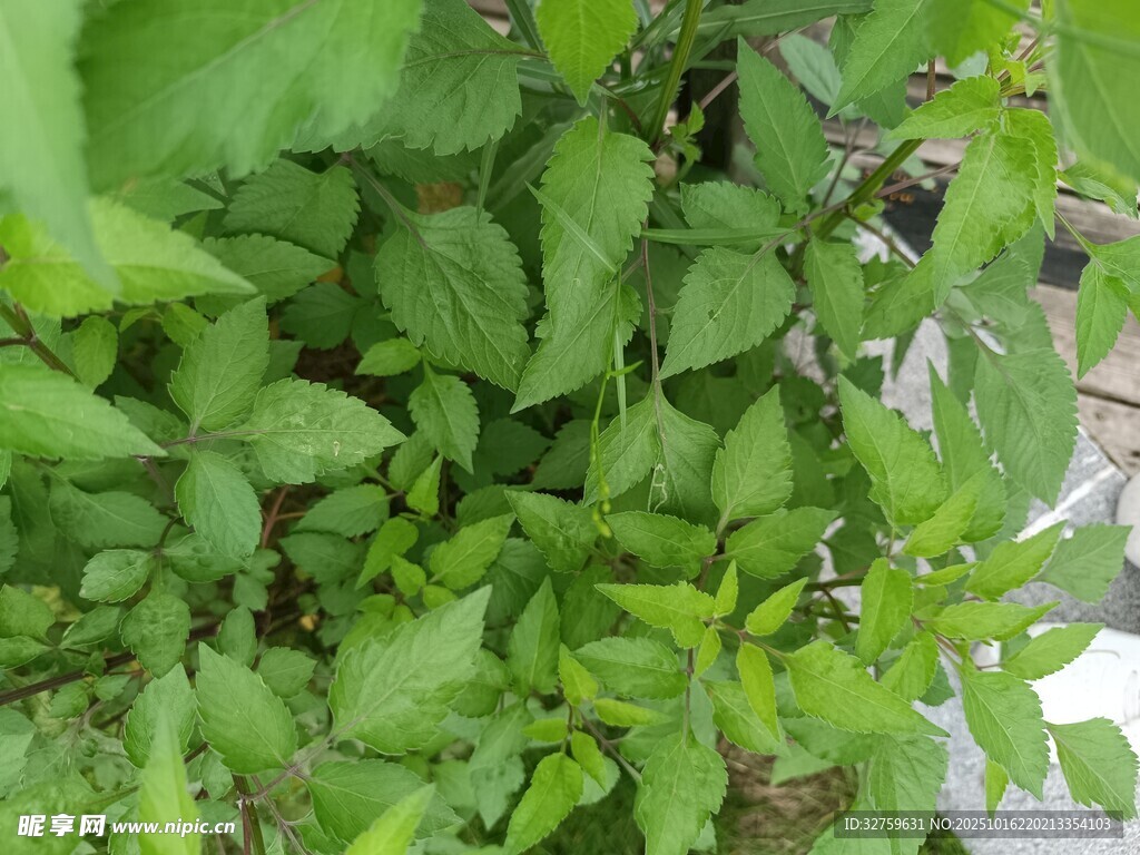 茂盛的绿色植物景观