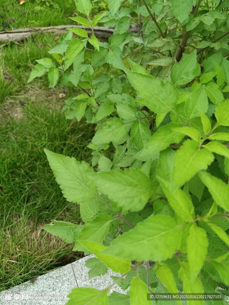 绿叶植物近景特写