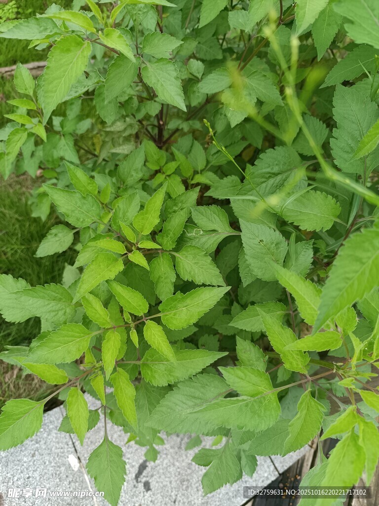 嫩绿繁茂的植物枝叶