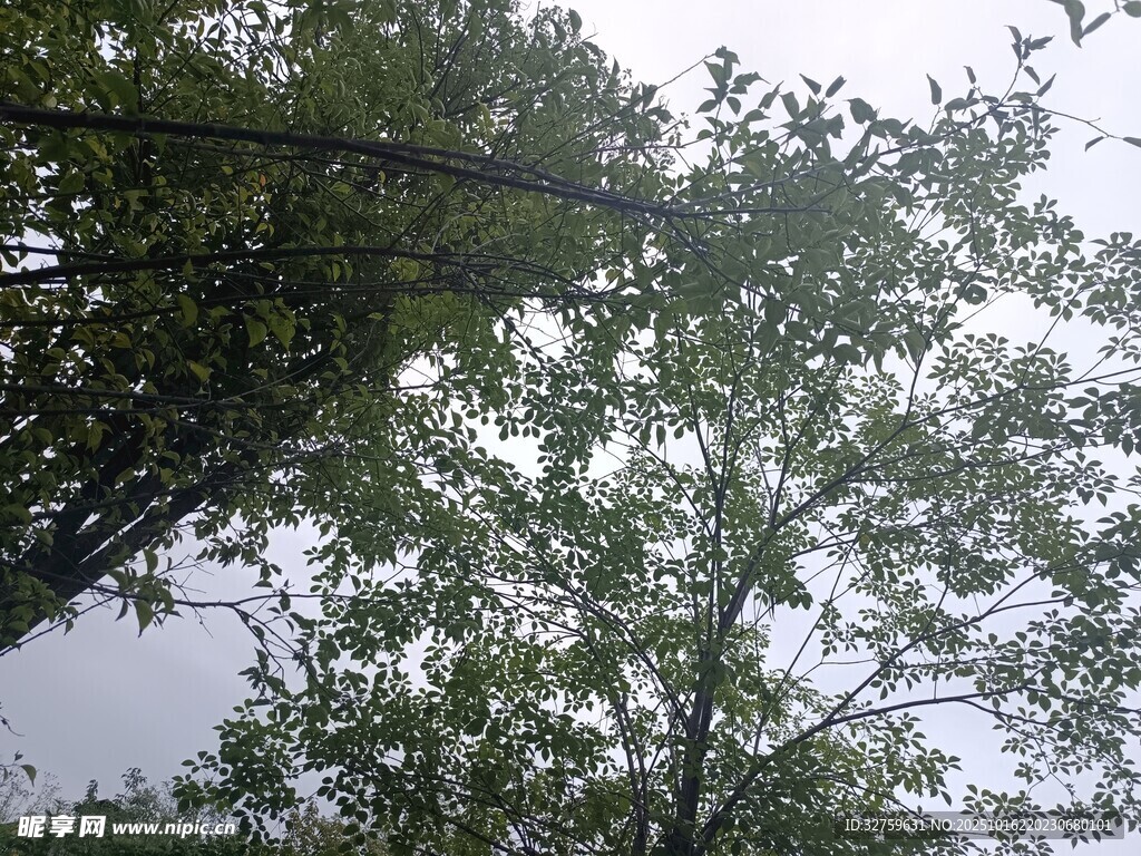 仰视茂密枝叶间的天空