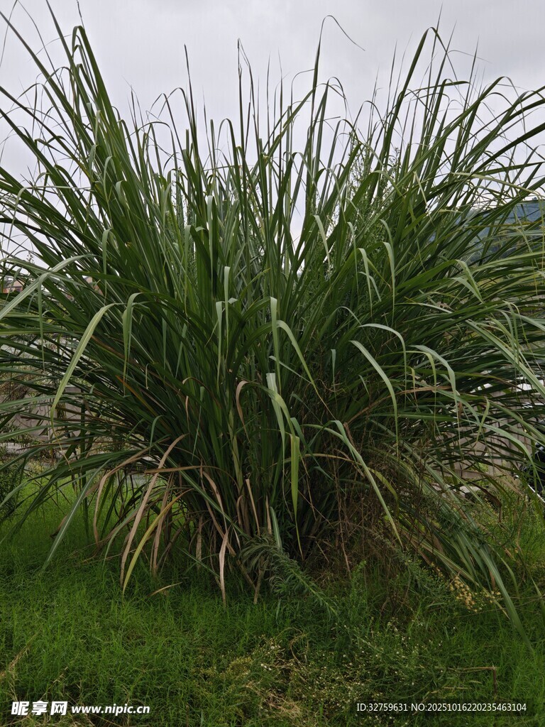 高大茂盛的甘蔗植株
