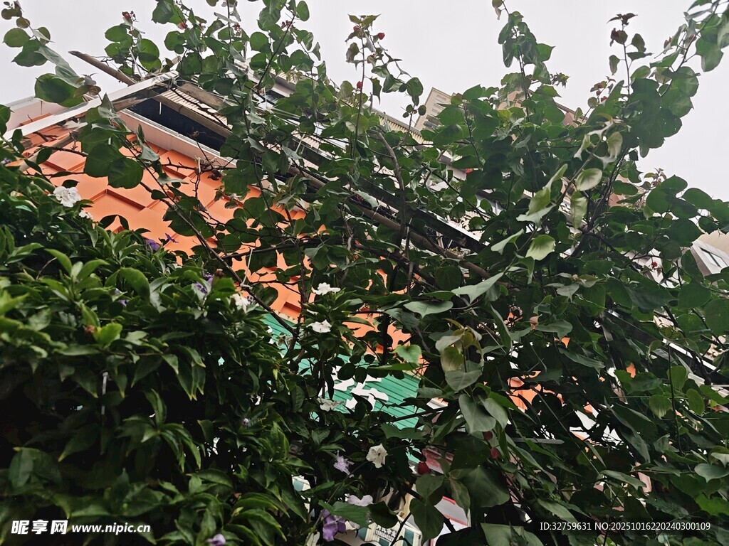 绿叶掩映下的建筑一角