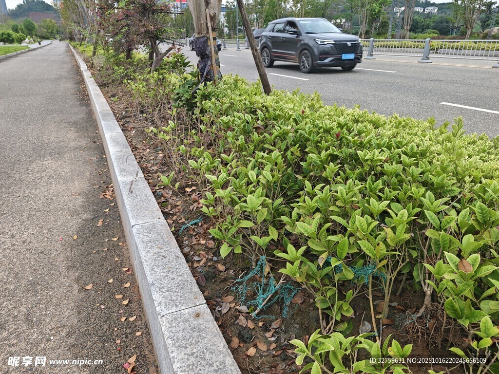 路边绿植景观