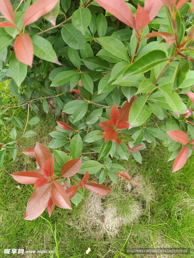 红叶绿植特写