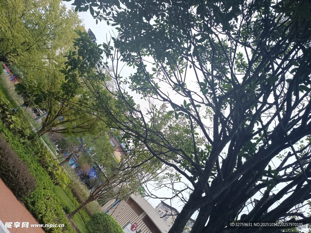 绿树掩映下的建筑景观