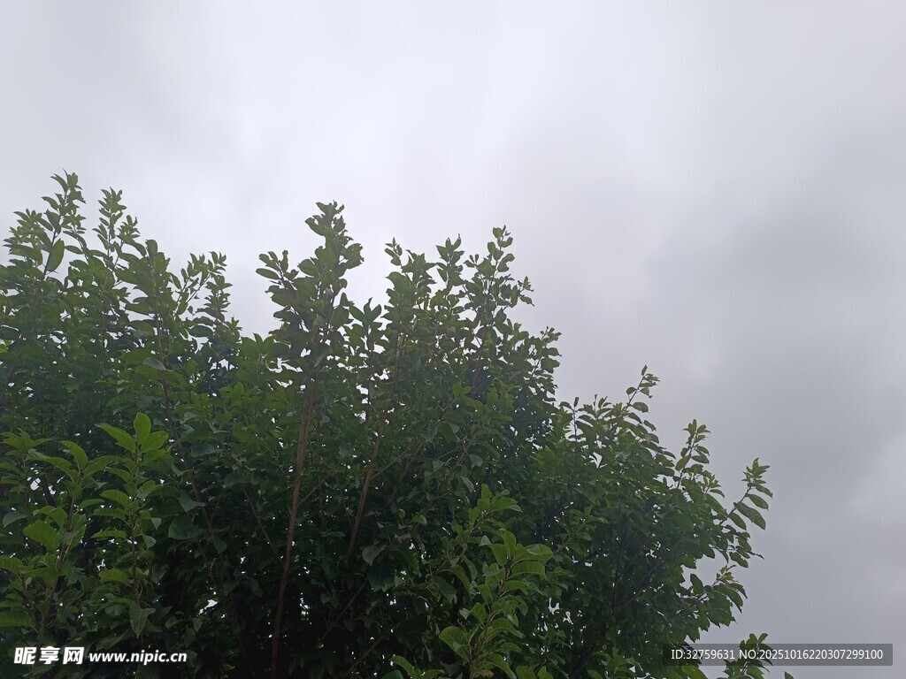 绿树映灰天