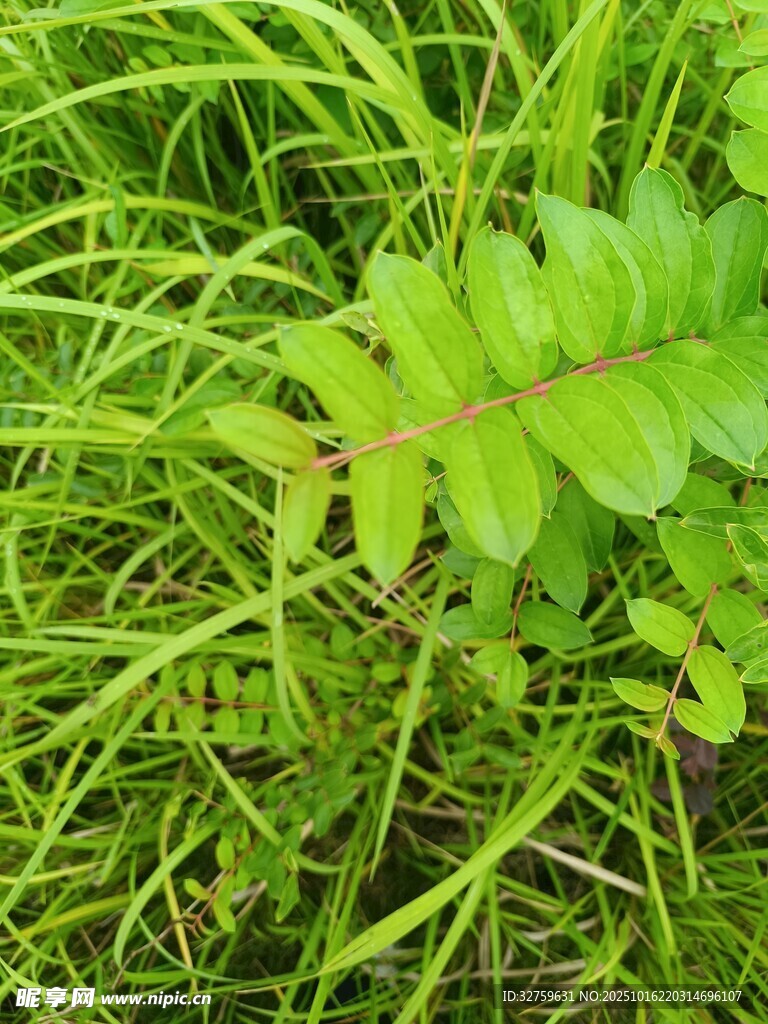 翠绿蕨类植物特写