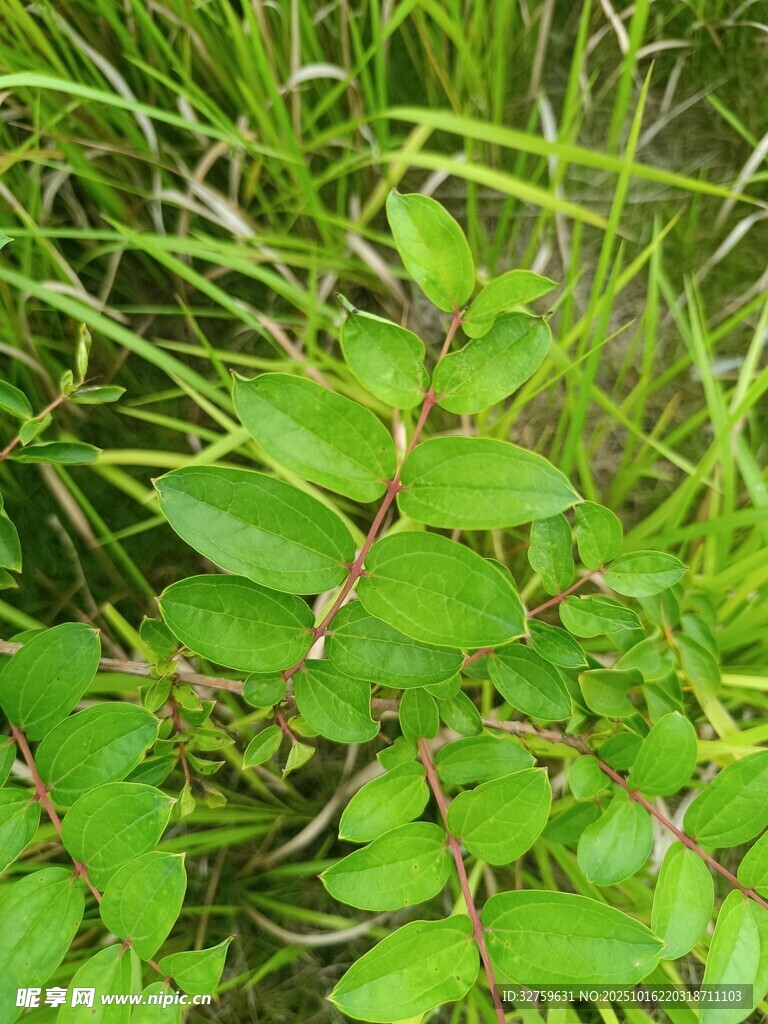 翠绿植物特写