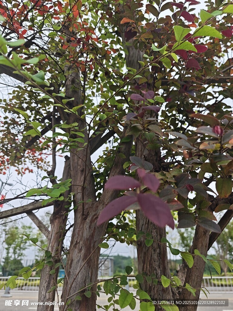 多彩树叶的茂盛树木