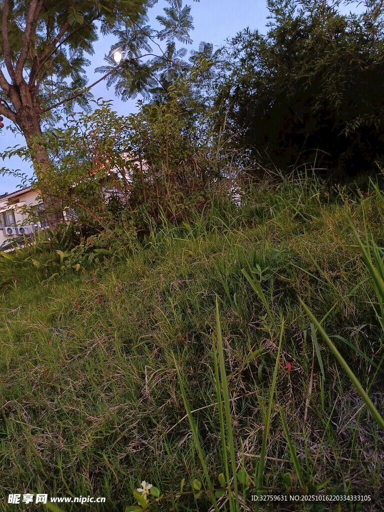 野外葱郁草木景致