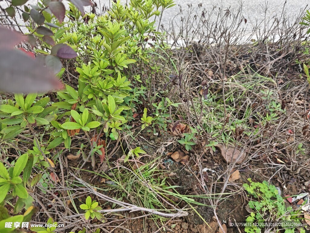 地面绿植与杂草景象