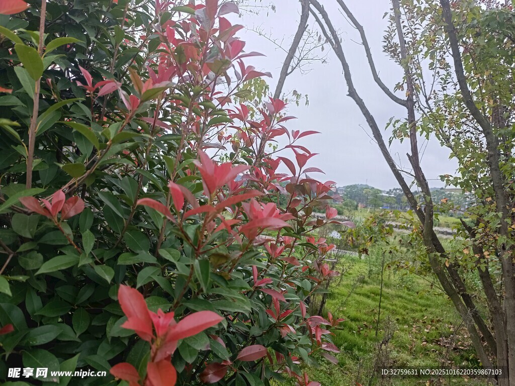 繁花绿叶间的自然景致