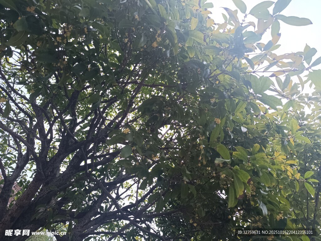 阳光透过枝叶洒下的美景