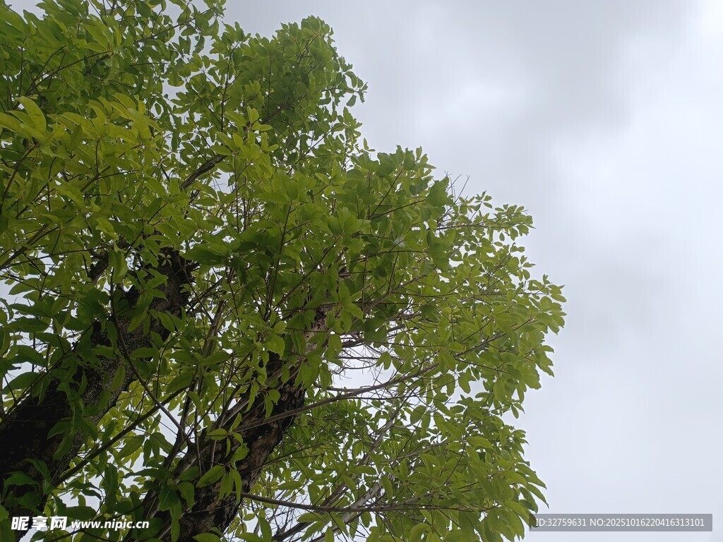 仰视葱郁绿树与灰蒙天空