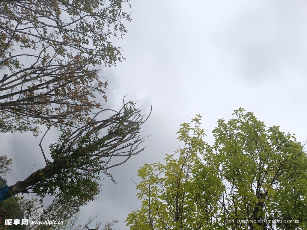 仰视树木与天空的景致