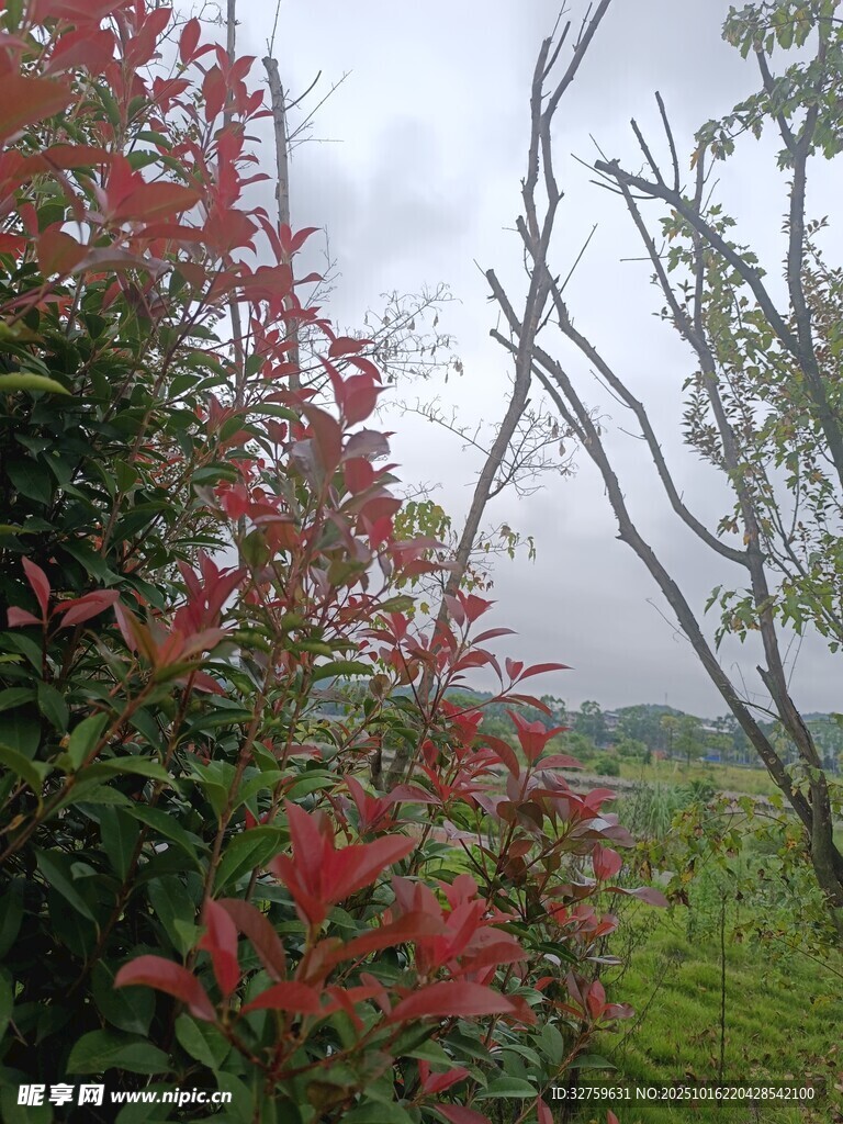野外红叶绿植风景