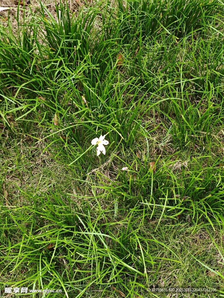 绿草中的白色小花