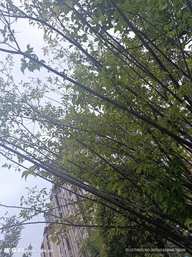 竹林中的挺拔翠竹