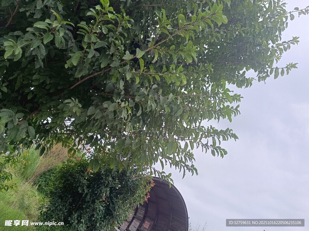 绿树掩映下的神秘建筑