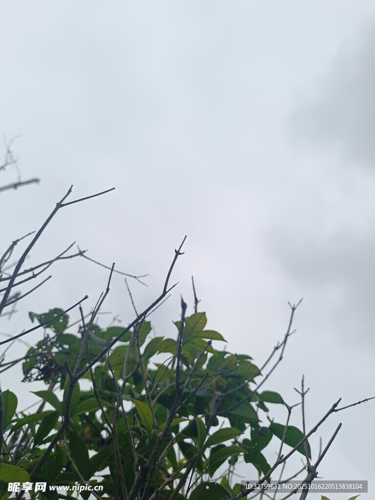 枝头绿叶衬灰白天空