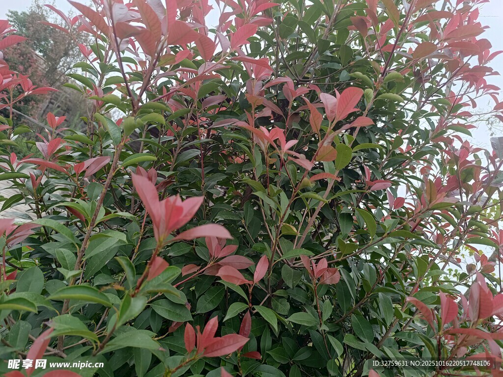 鲜艳红粉花卉绿植景观