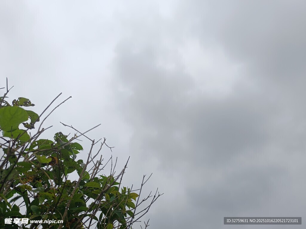 阴天中的绿植枝叶