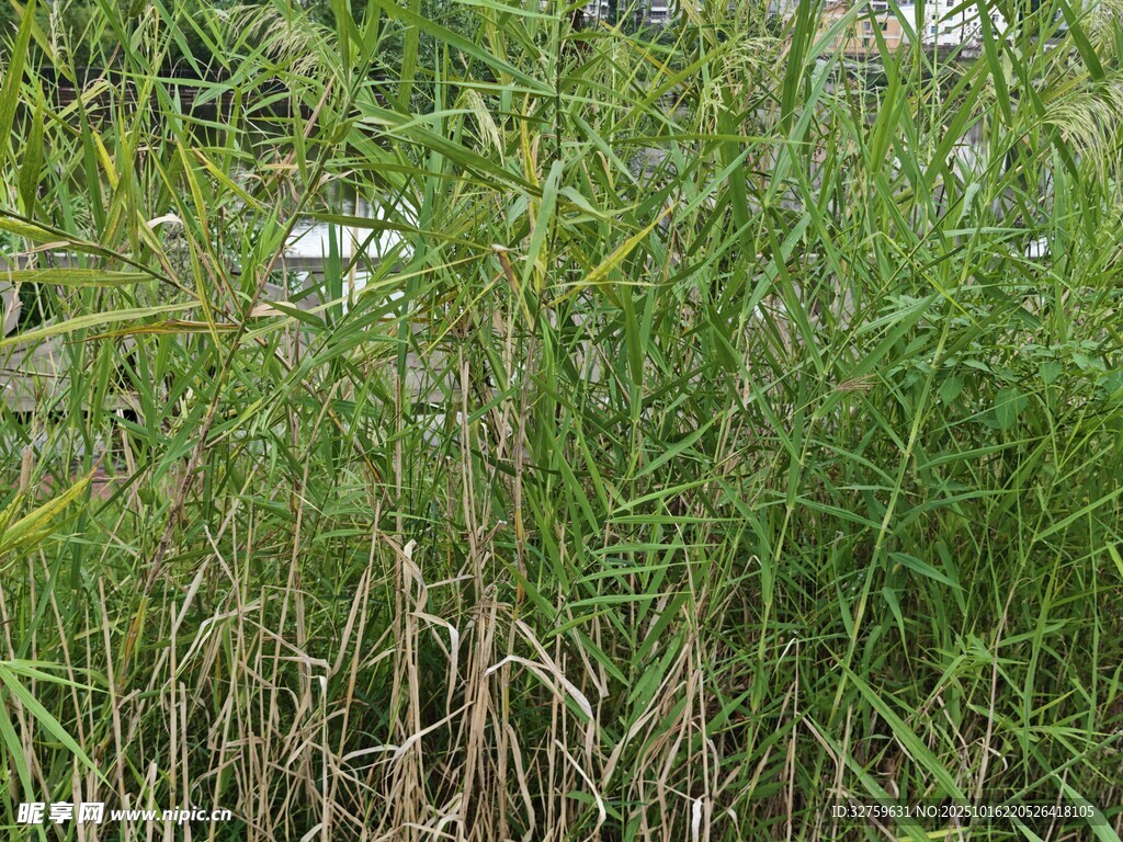 野外繁茂的绿色植物景观