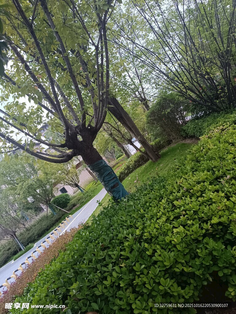 春日林荫下的葱郁绿植