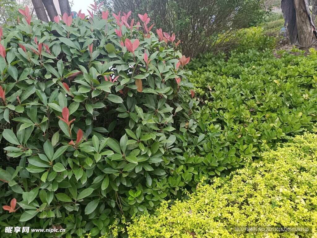 多彩灌木植物景观