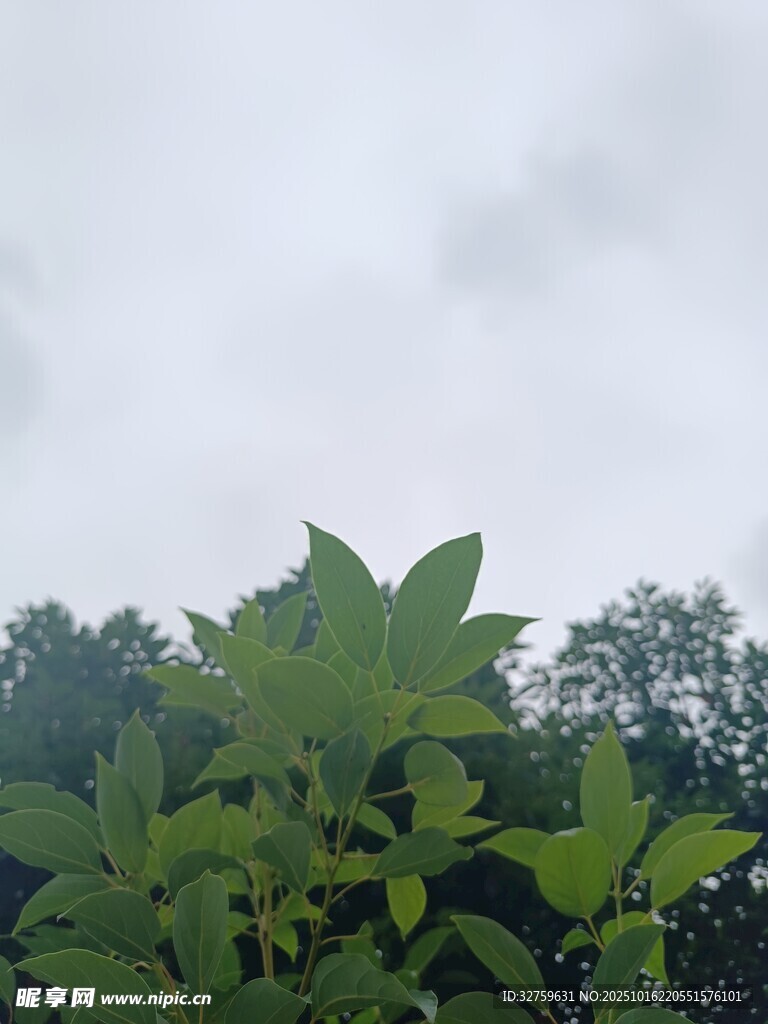 绿叶映衬下的朦胧天空