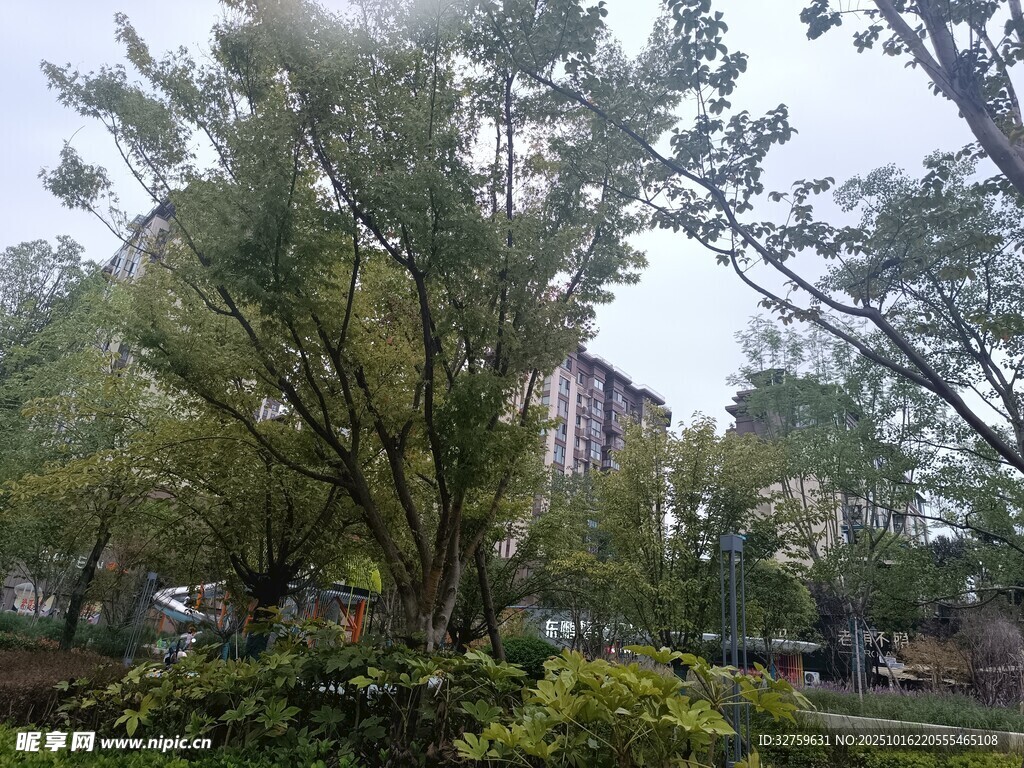 城市中的葱郁树木景观