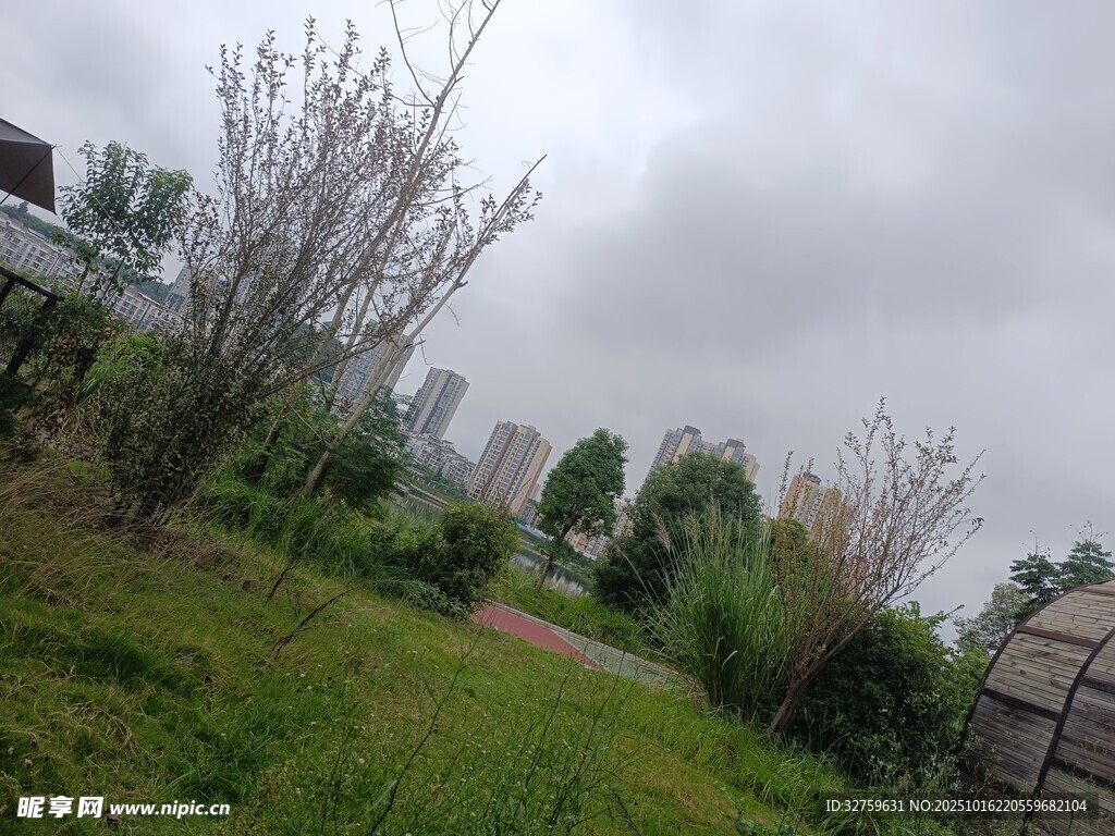 阴天中的草地与树木景观