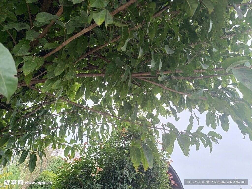 绿荫下的自然景致