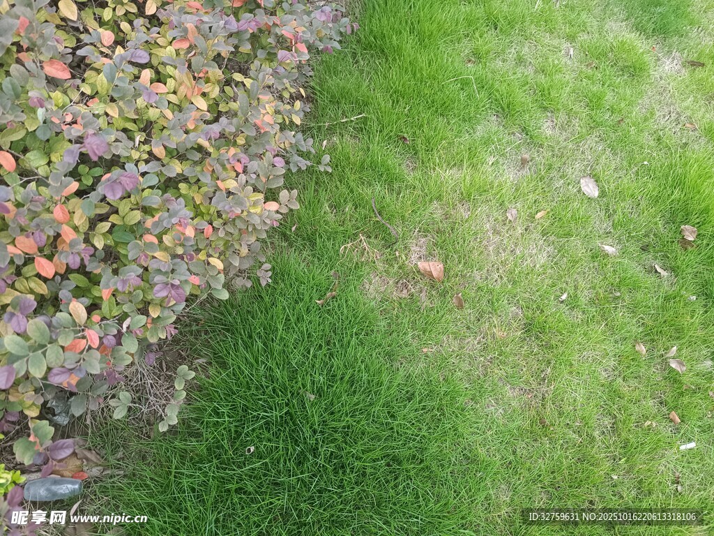 草地与多彩植物的交界
