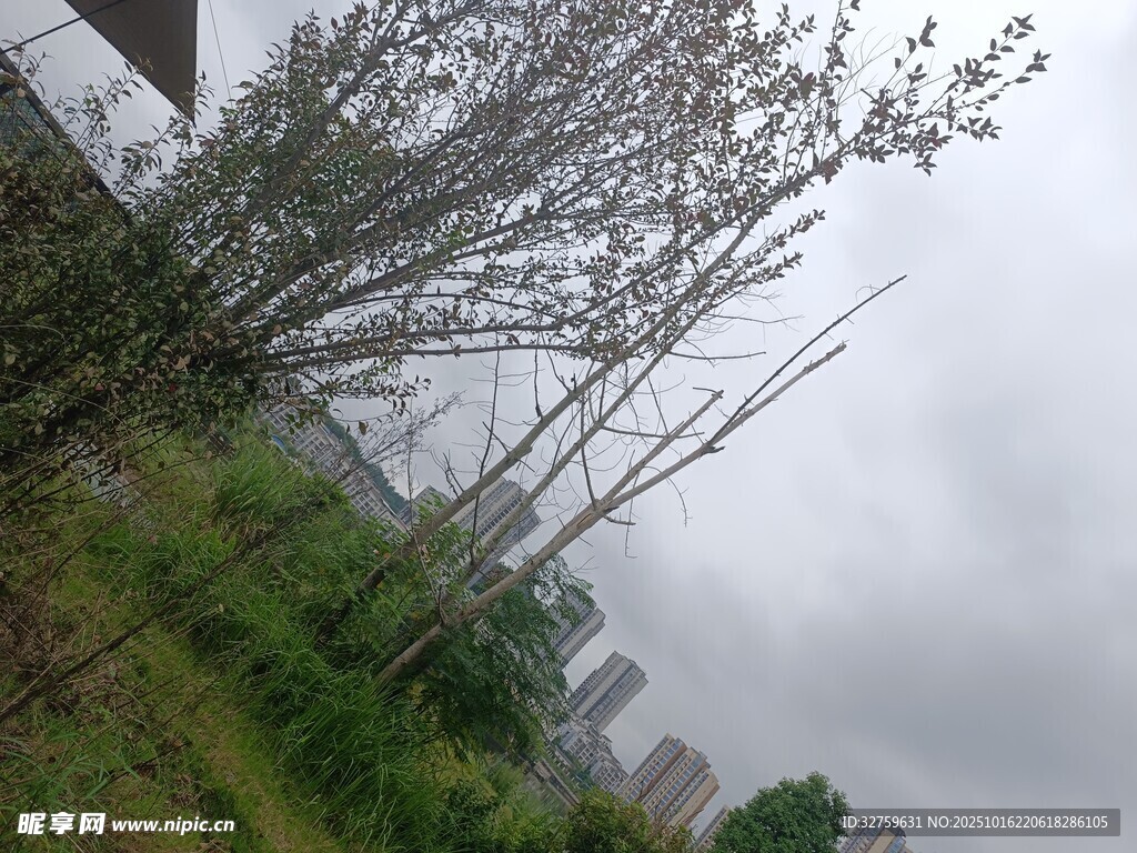 阴天里的树木与城市景观