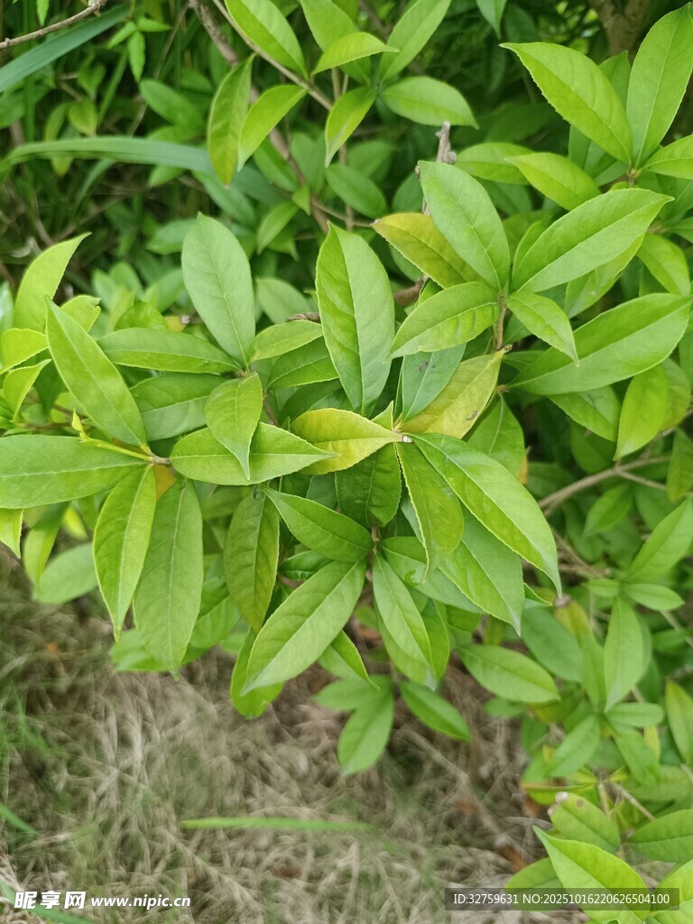 翠绿叶片的植物特写