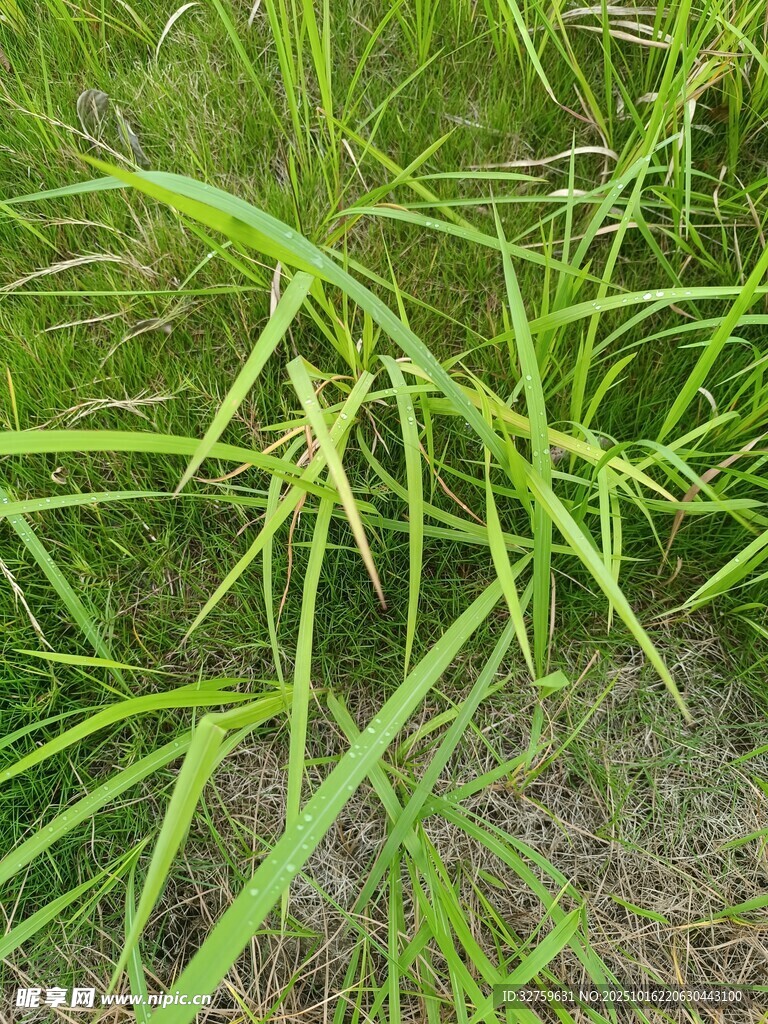 嫩绿草丛特写