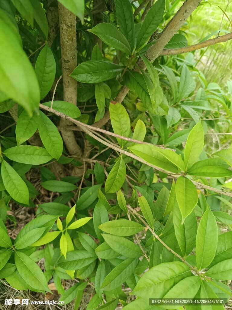 繁茂绿植的生机景象