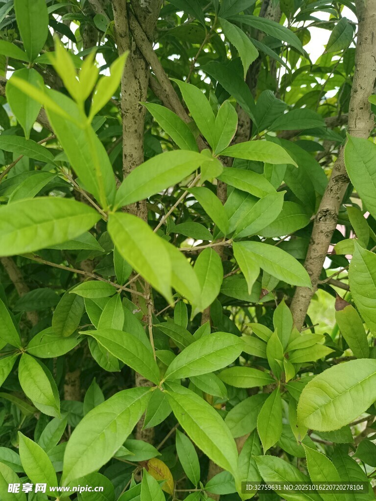 翠绿枝叶生机盎然