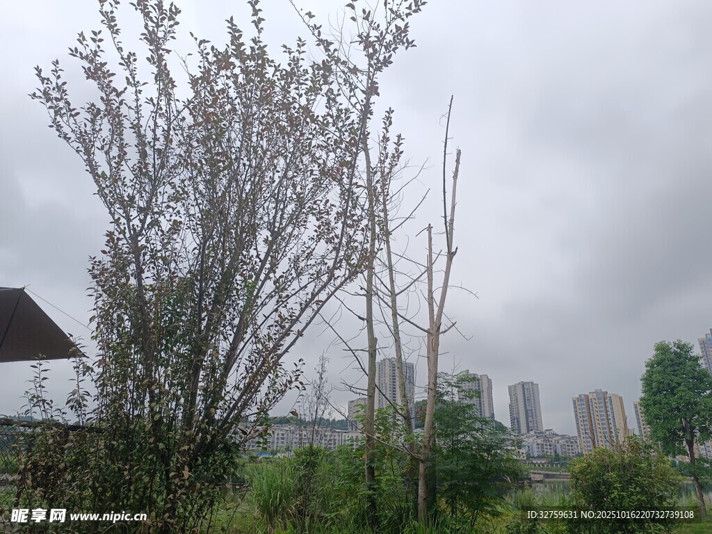 城郊草木与远处建筑景观