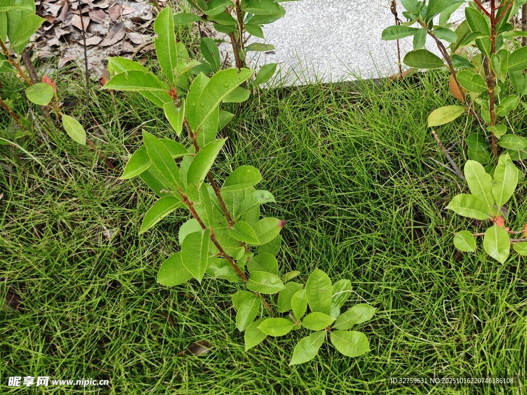 嫩绿植物生长于草地间