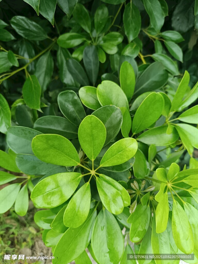 翠绿繁茂的簇生绿叶