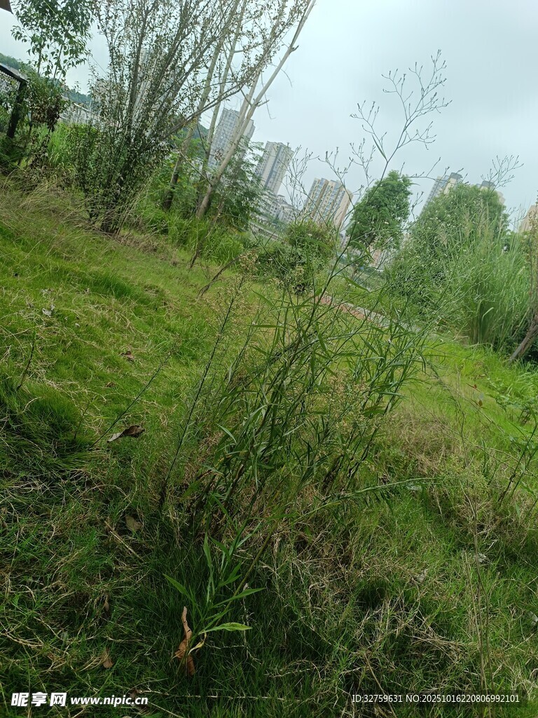 绿意盎然的野外草地景观