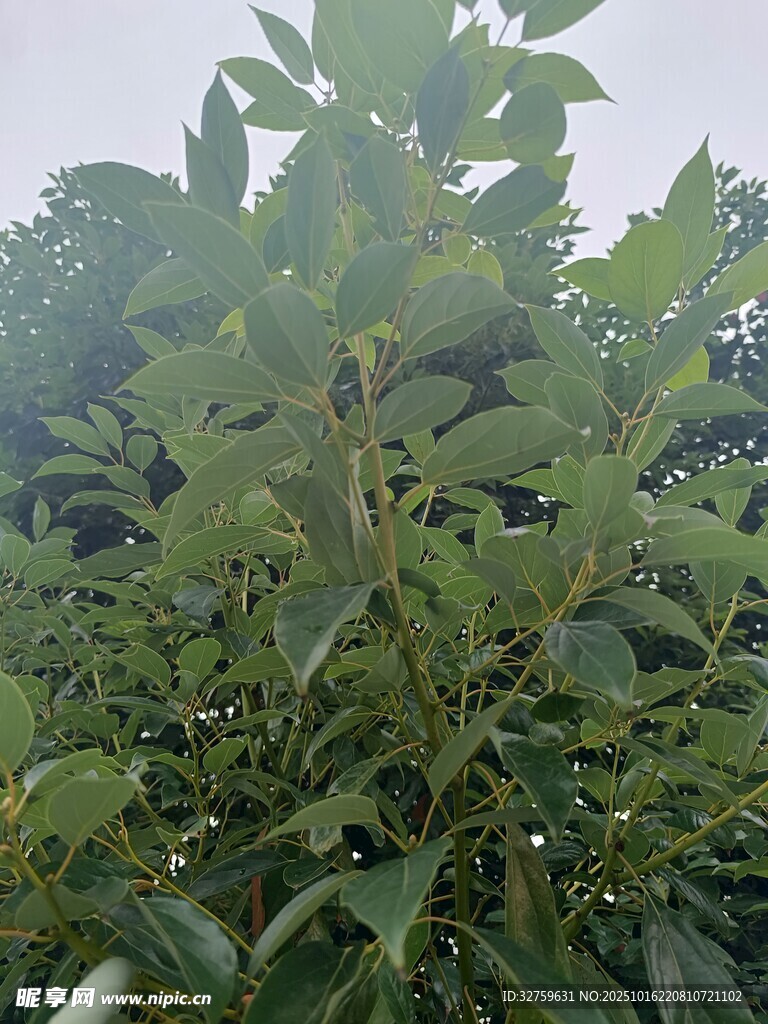 繁茂绿叶植物特写