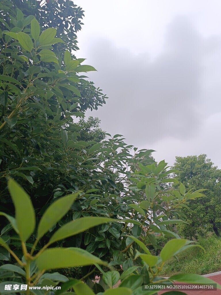 绿意盎然的树林景观