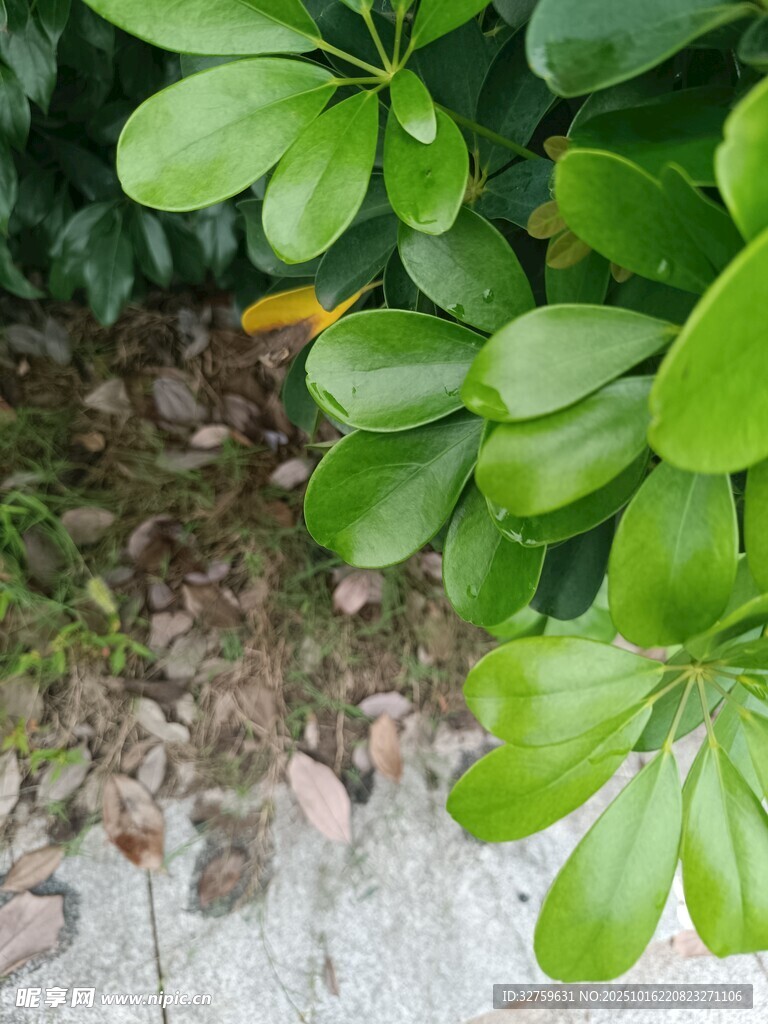 翠绿叶片下的地面景象