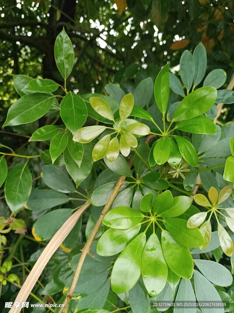 翠绿繁茂的掌状叶片植物